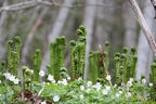 Ostrich Fern