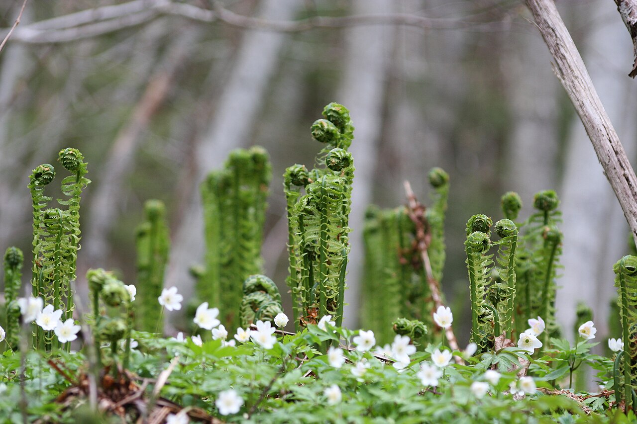 Ostrich Fern