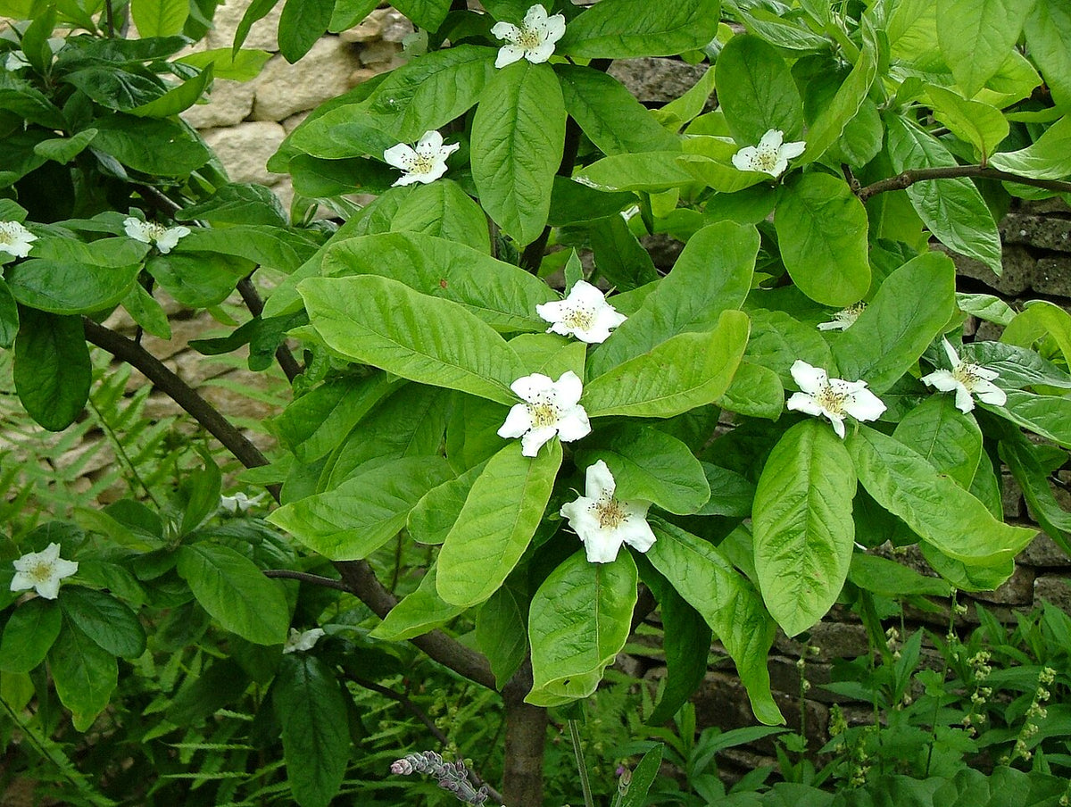 Medlar (Mespilus germanica) Nottingham – Edible Canopy
