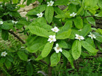 Medlar 'Nottingham'