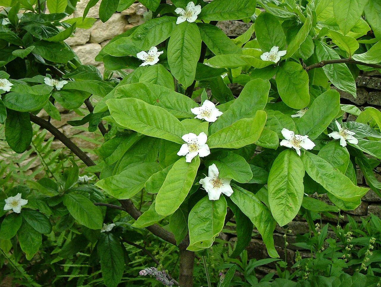 Medlar 'Nottingham'