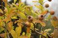 Medlar 'Nottingham'