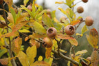 Medlar 'Nottingham'