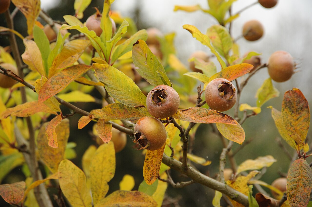 Medlar 'Nottingham'