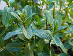Spearmint