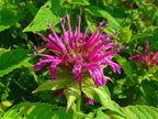 Scarlet Bee Balm