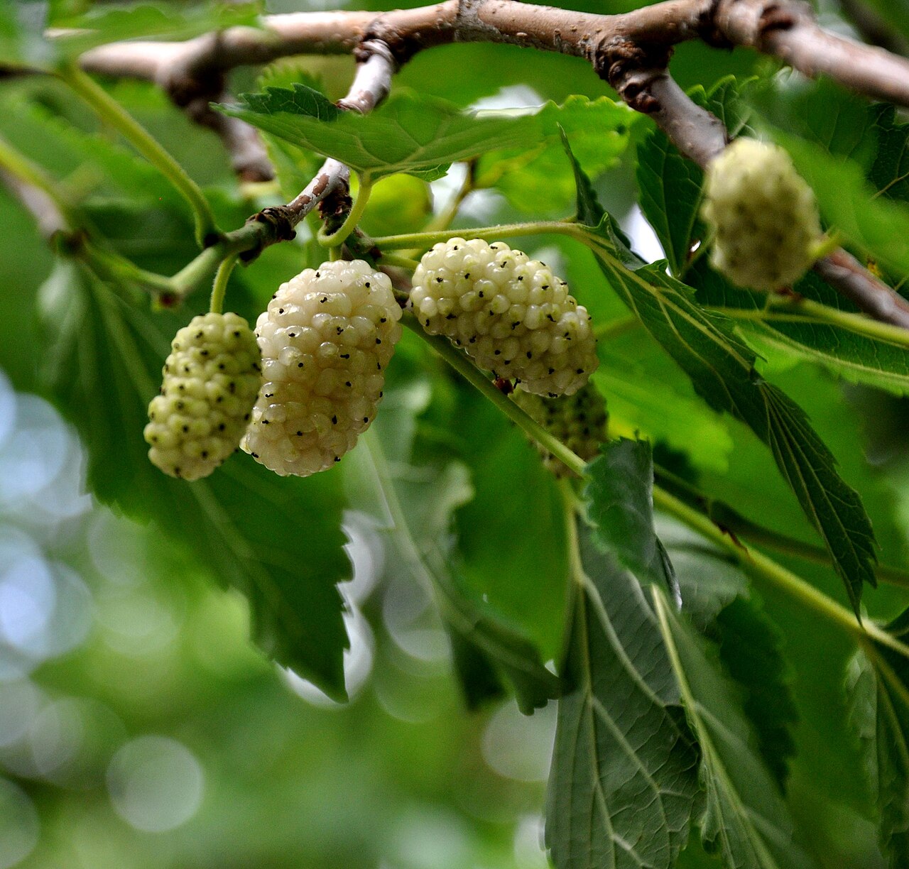 Mulberry 'Ivory'
