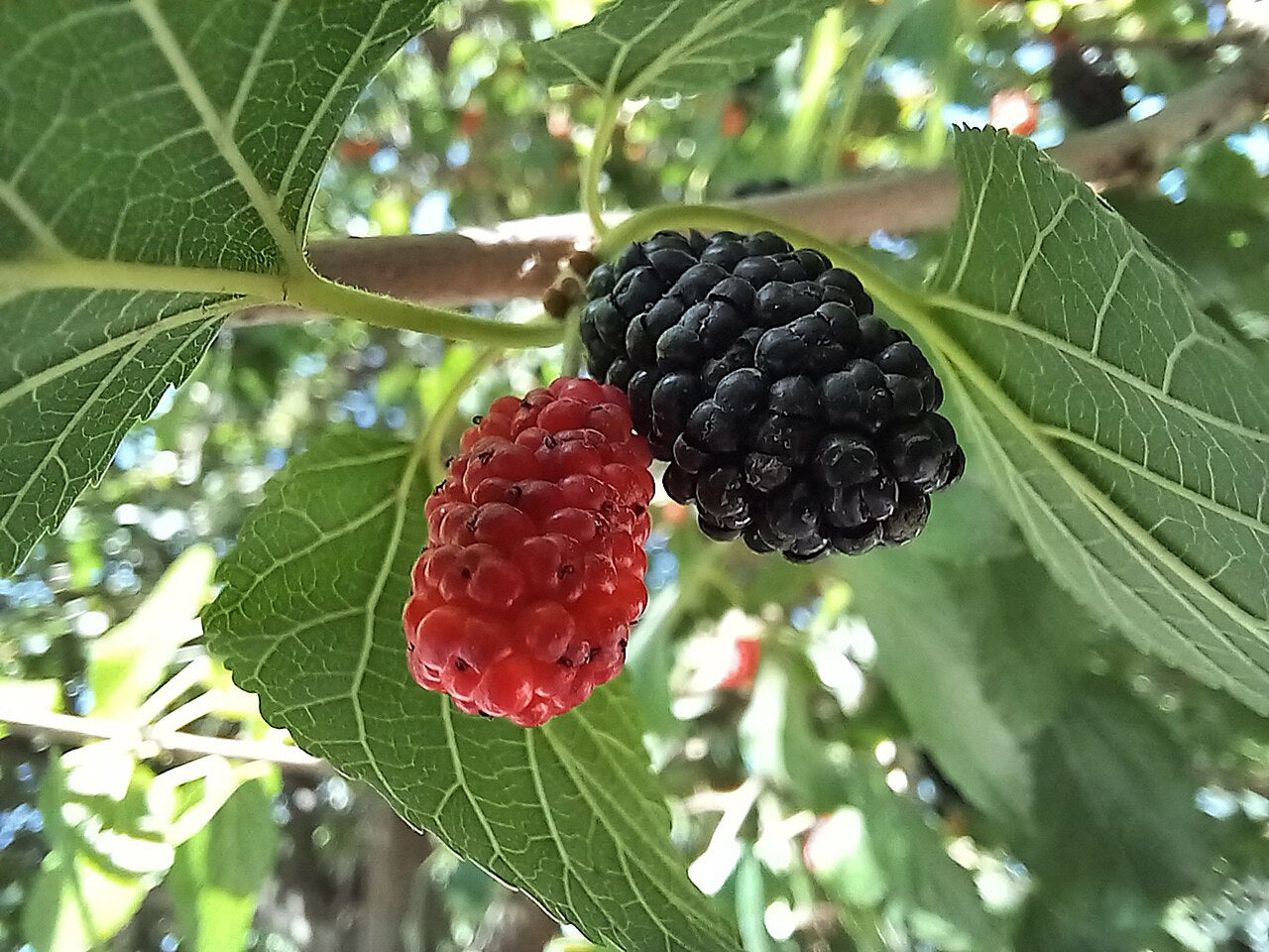 Mulberry 'Black Tabor'