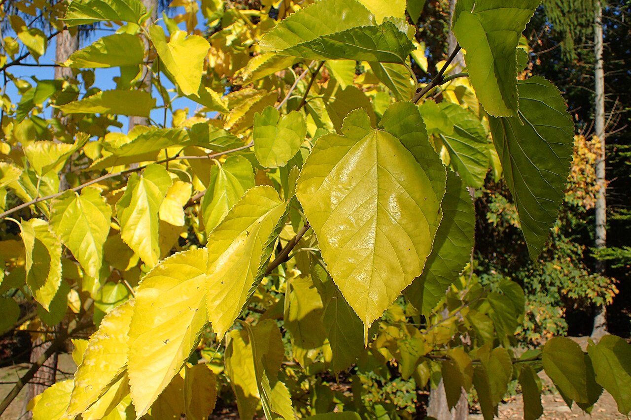 Mulberry 'Ivory'