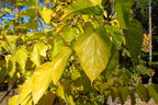 Mulberry 'Collier'