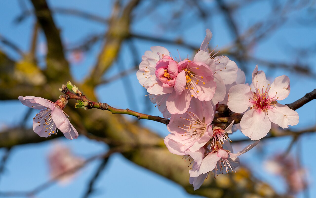 Almond 'Phoebe'