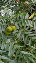 Black Walnut 'Bicentennial'