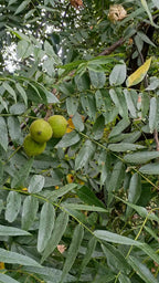 Black Walnut 'Bicentennial'