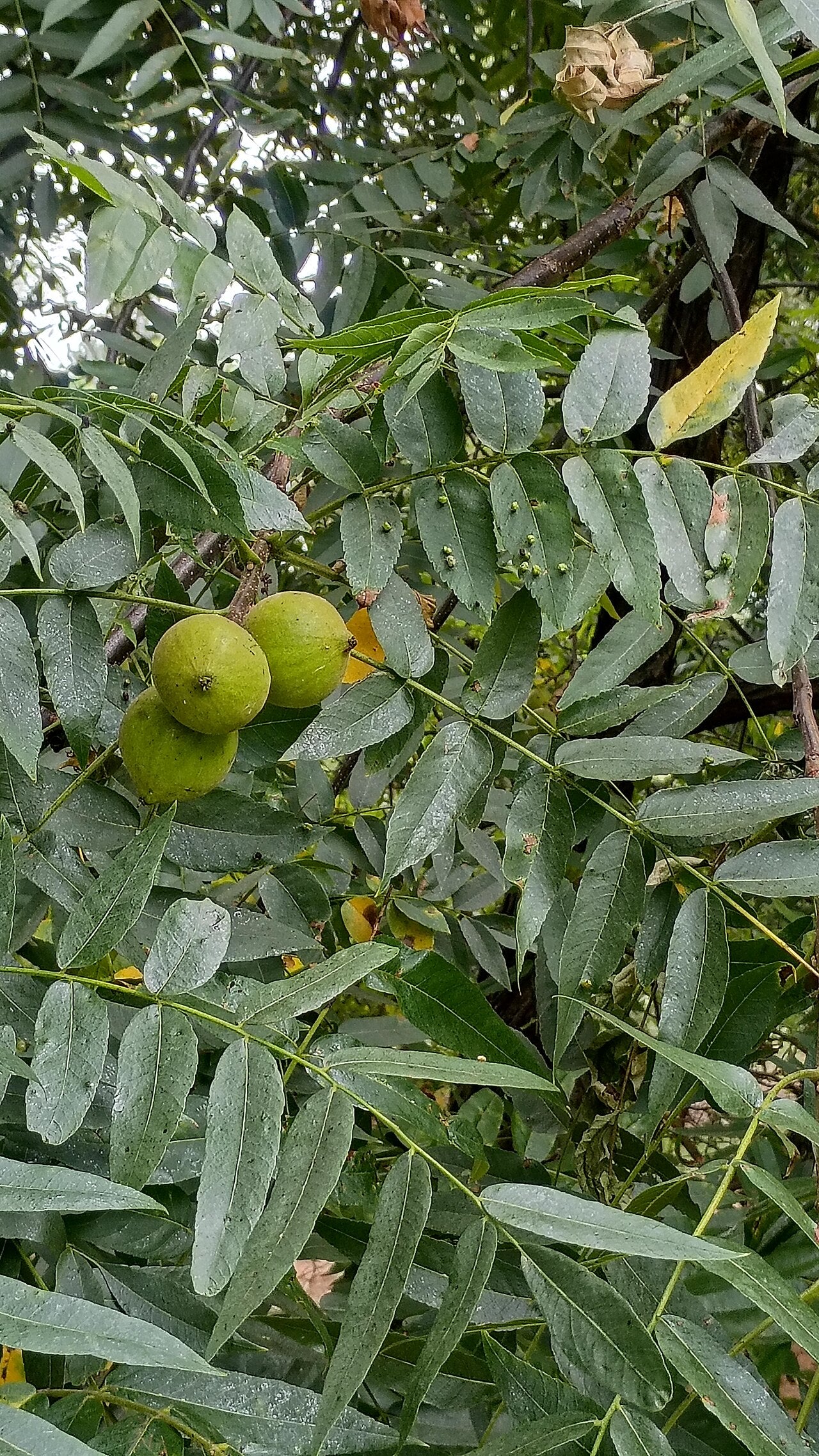 Black Walnut 'Bicentennial'
