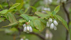 Blueberry 'Dixi'