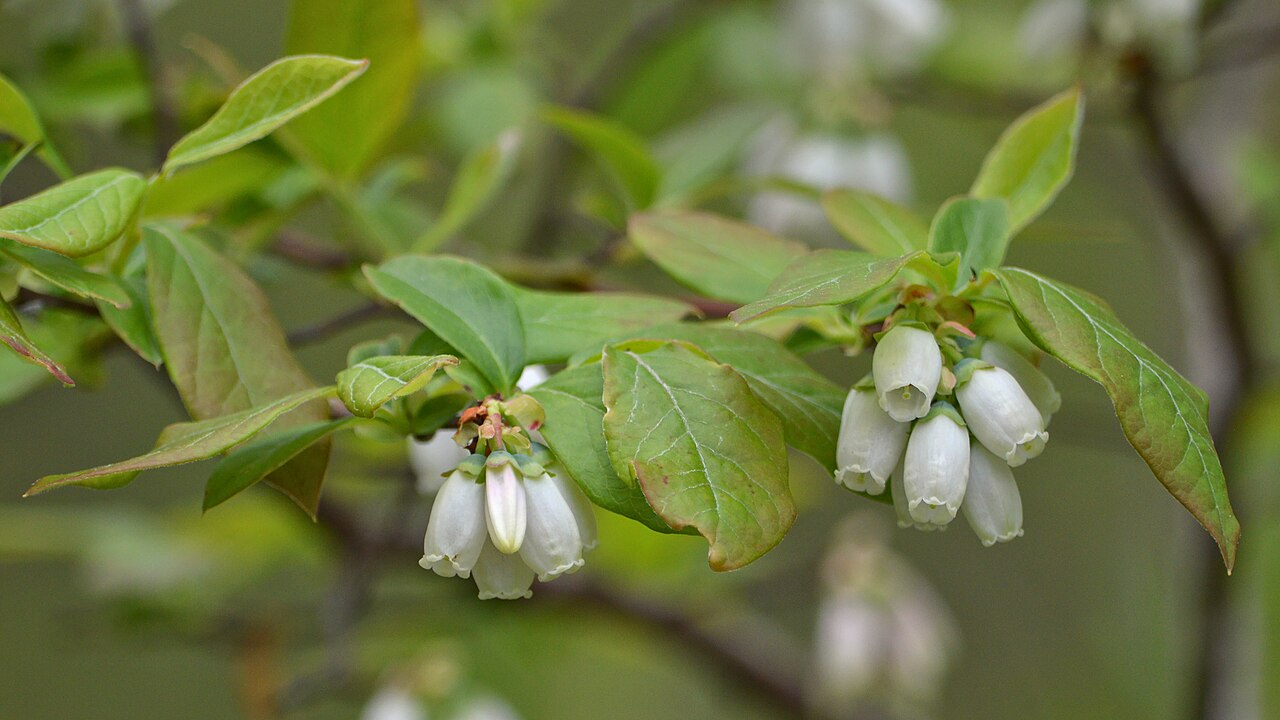 Blueberry 'Dixi'