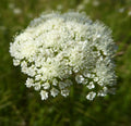 Corky-fruited Water-dropwort