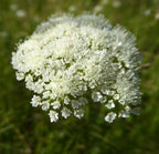 Corky-fruited Water-dropwort