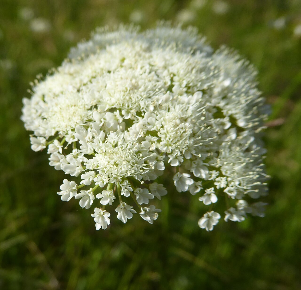 Corky-fruited Water-dropwort