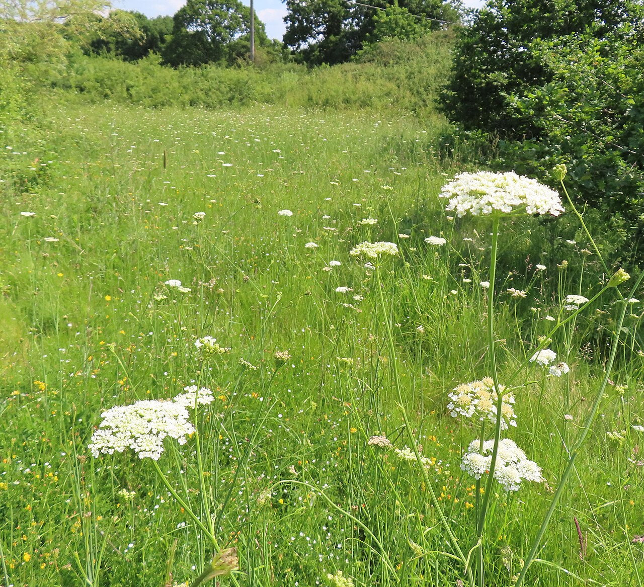 Corky-fruited Water-dropwort