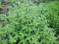 Himalayan Oregano