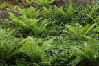 Ostrich Fern