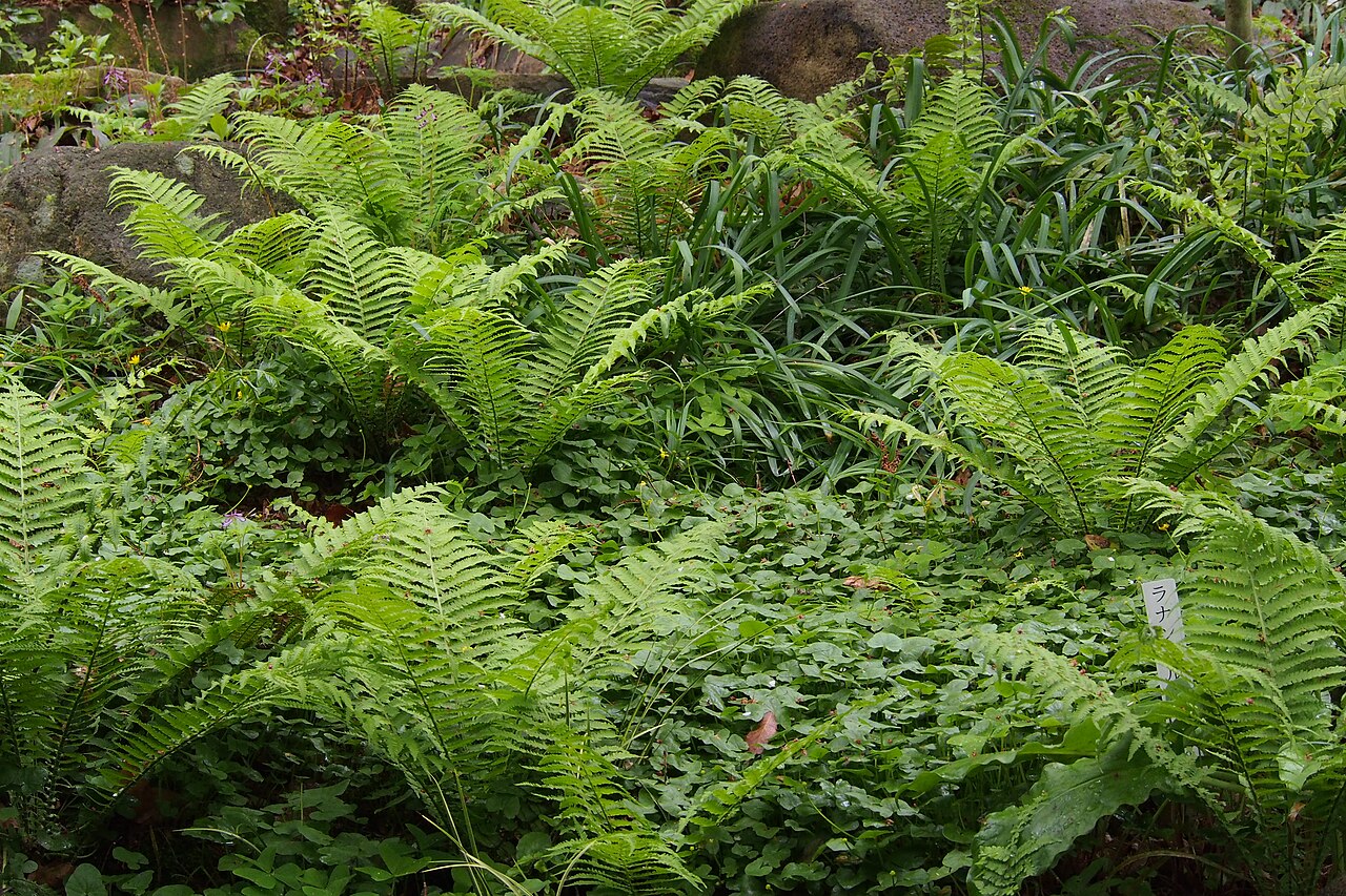 Ostrich Fern