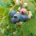 Blueberry 'Herbert'
