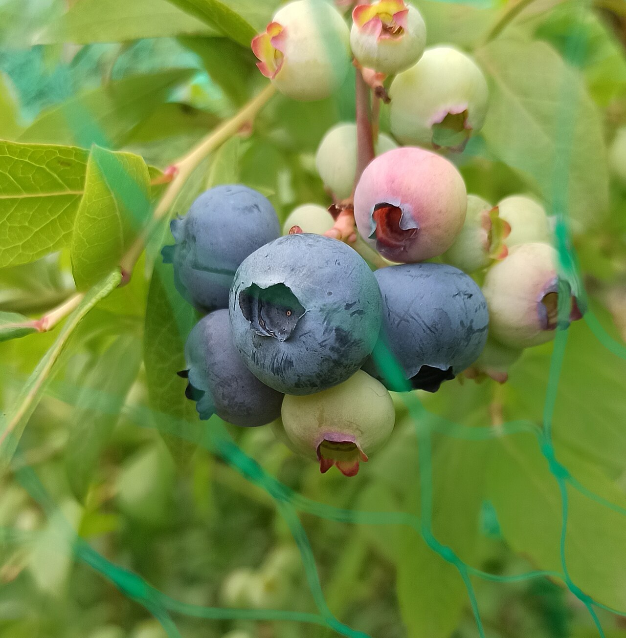 Blueberry 'Herbert'