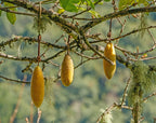 Banana Passion Fruit