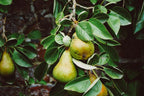 Pear 'Conference'