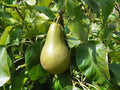 Pear 'Invincible'