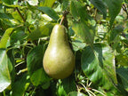 Pear 'Invincible'