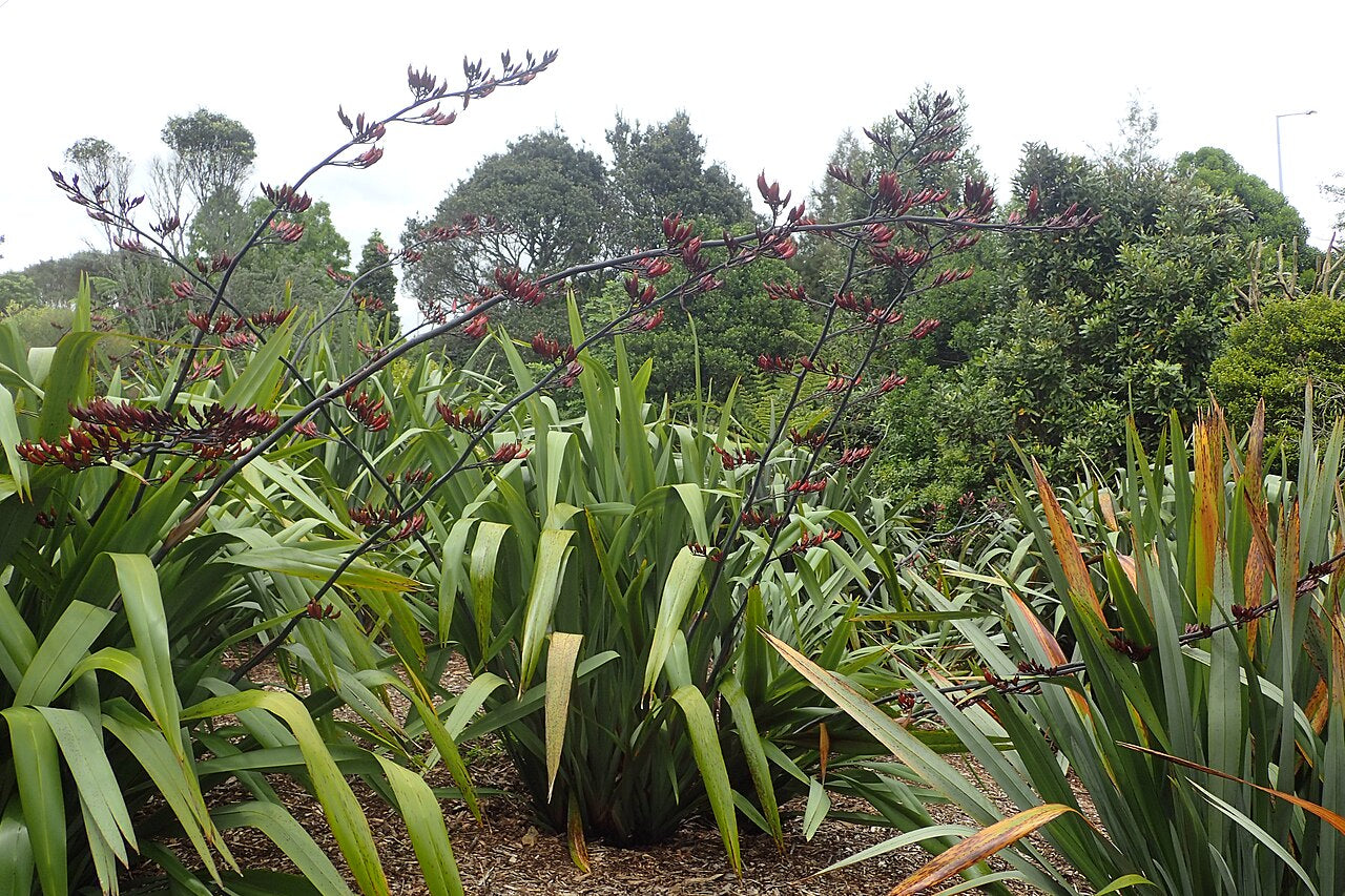 New Zealand Flax