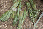 New Zealand Flax
