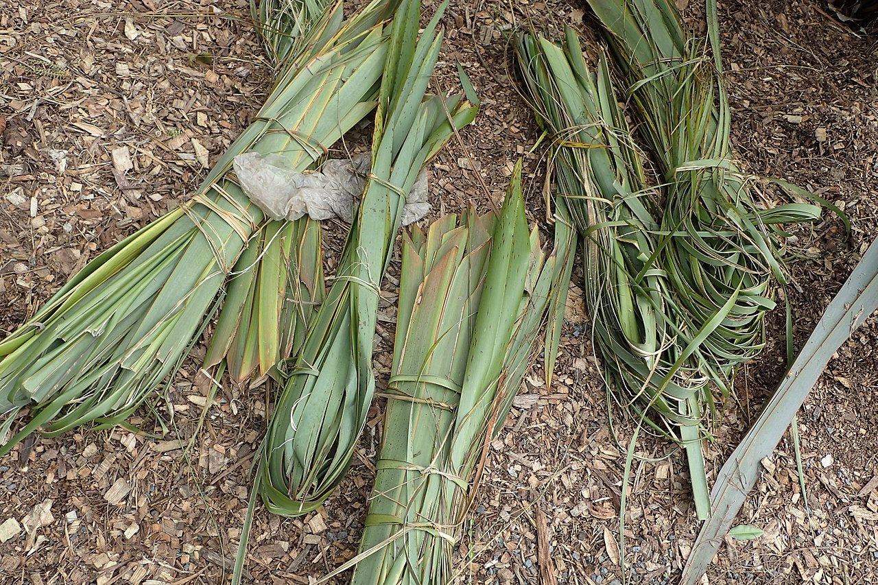 New Zealand Flax