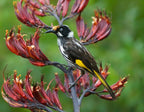 New Zealand Flax