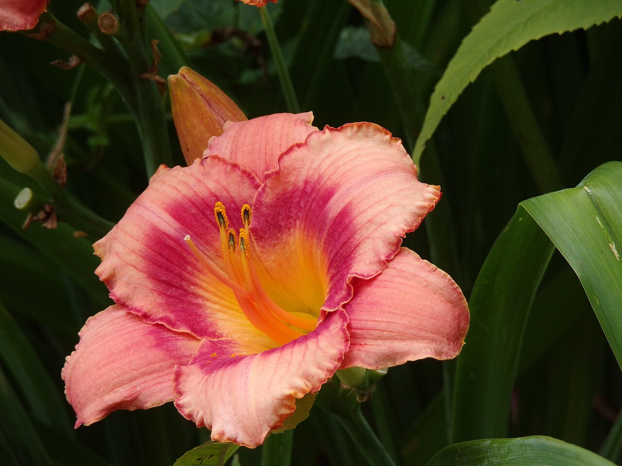 Daylily 'Cherry Valentine'