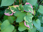 Heart-leaved Houttuynia 'Chameleon'