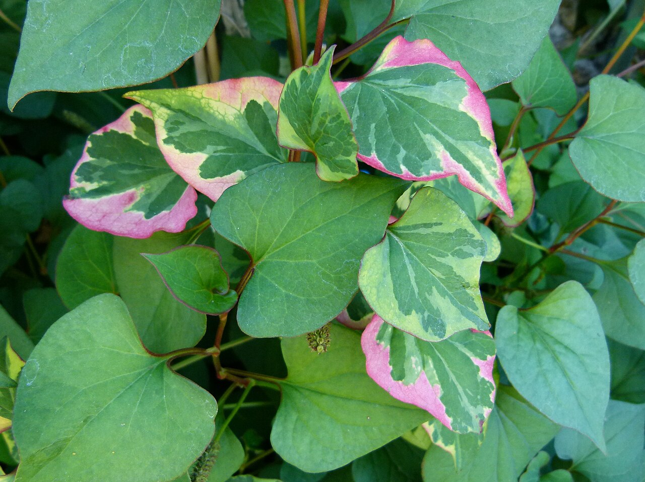 Heart-leaved Houttuynia 'Chameleon'