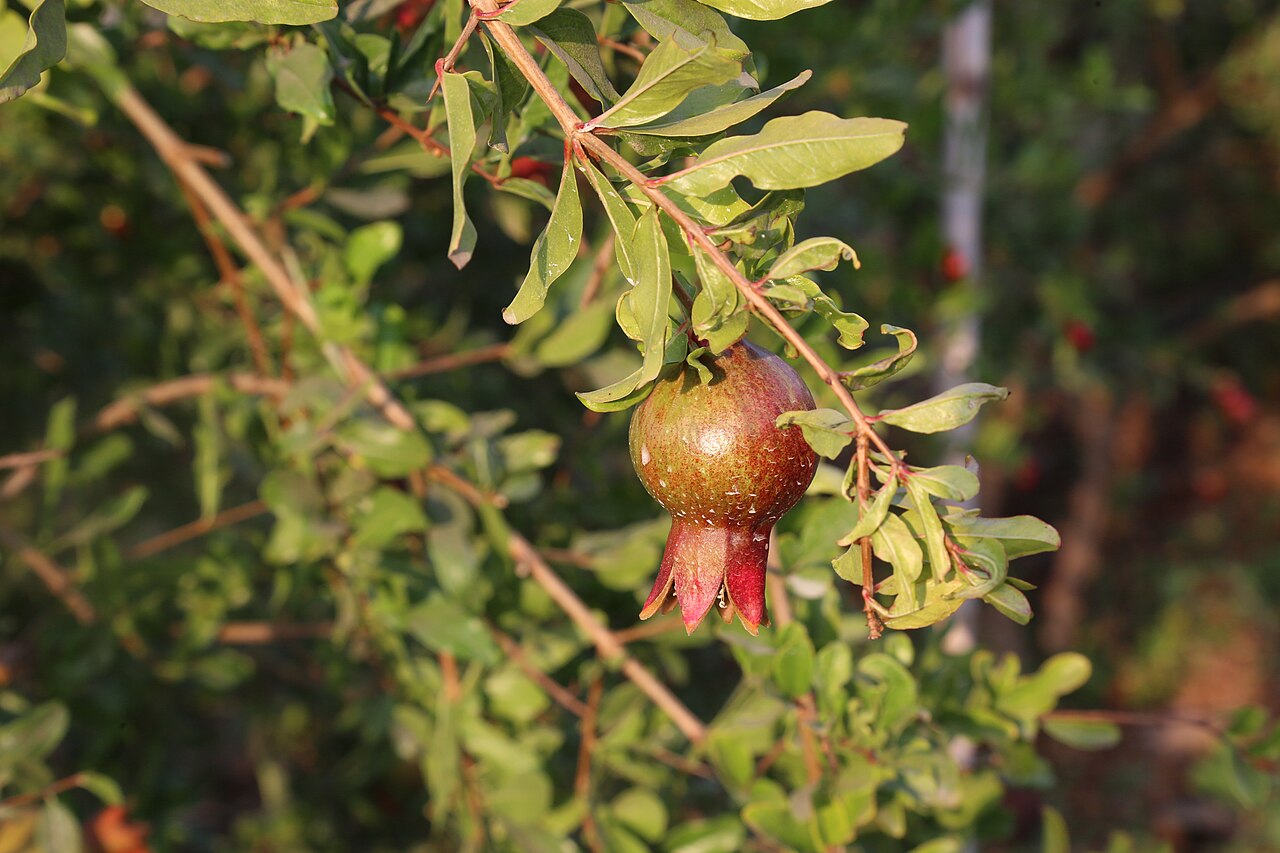 Pomegranate 'Acco'