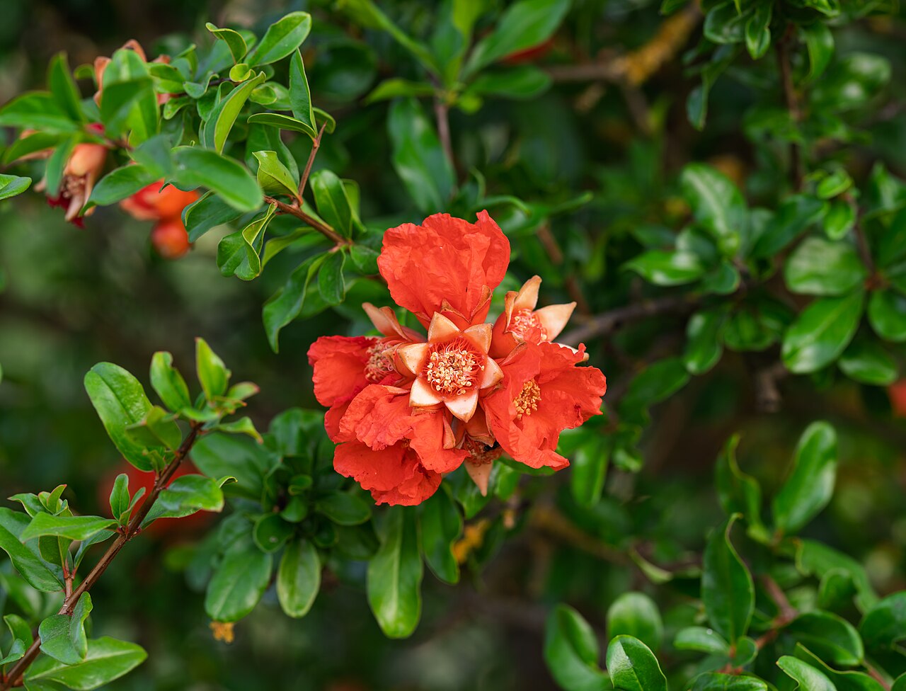 Pomegranate 'Acco'