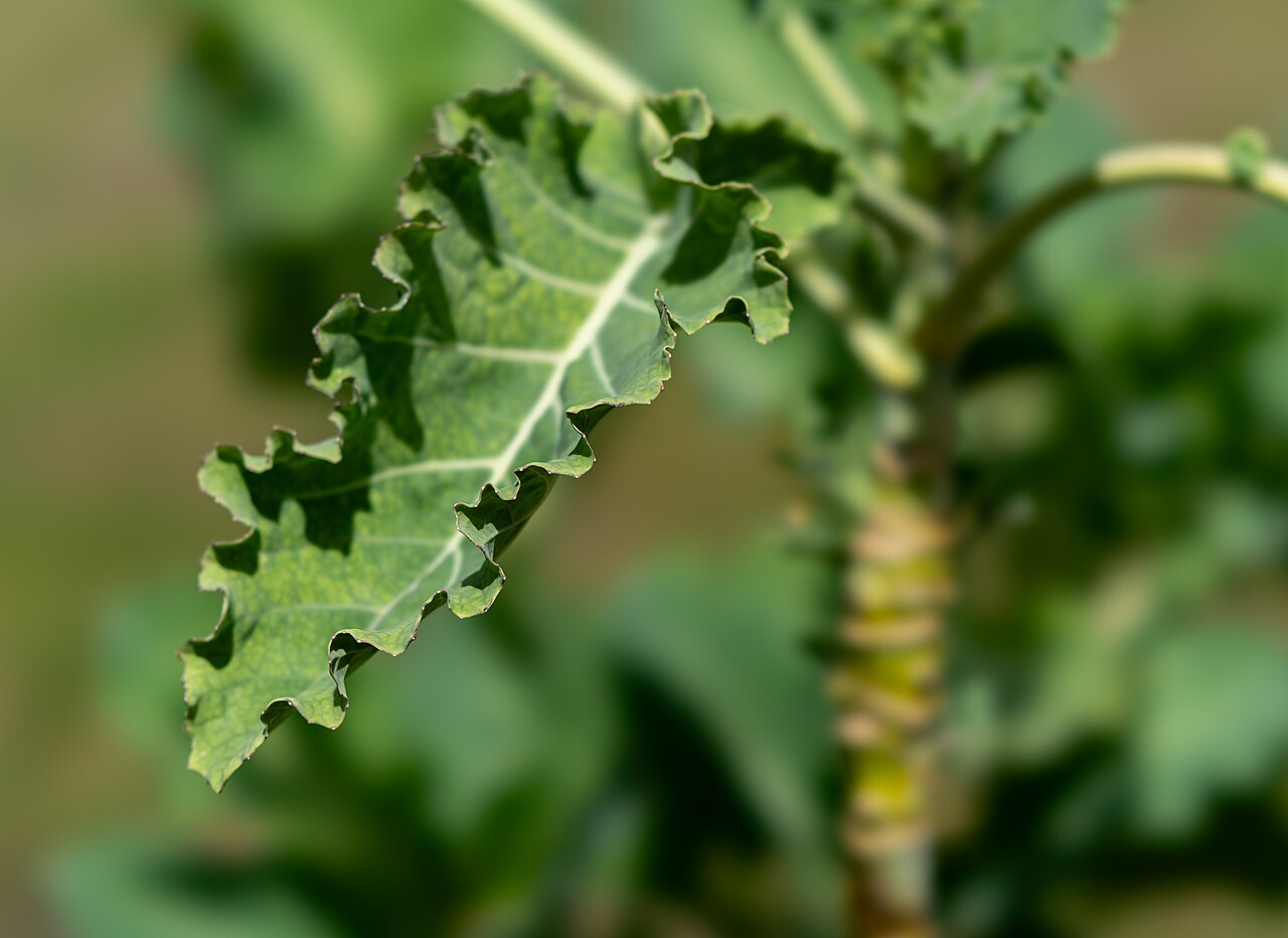 Perennial Collard Greens 'Viridis'