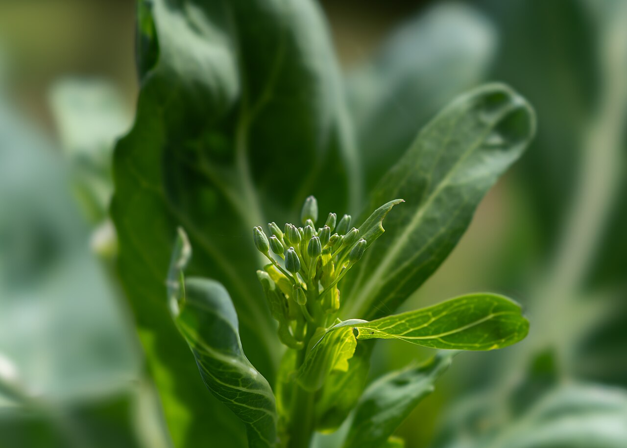 Perennial Collard Greens 'Viridis'