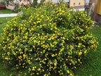 Shrubby Cinquefoil 'Goldfinger'
