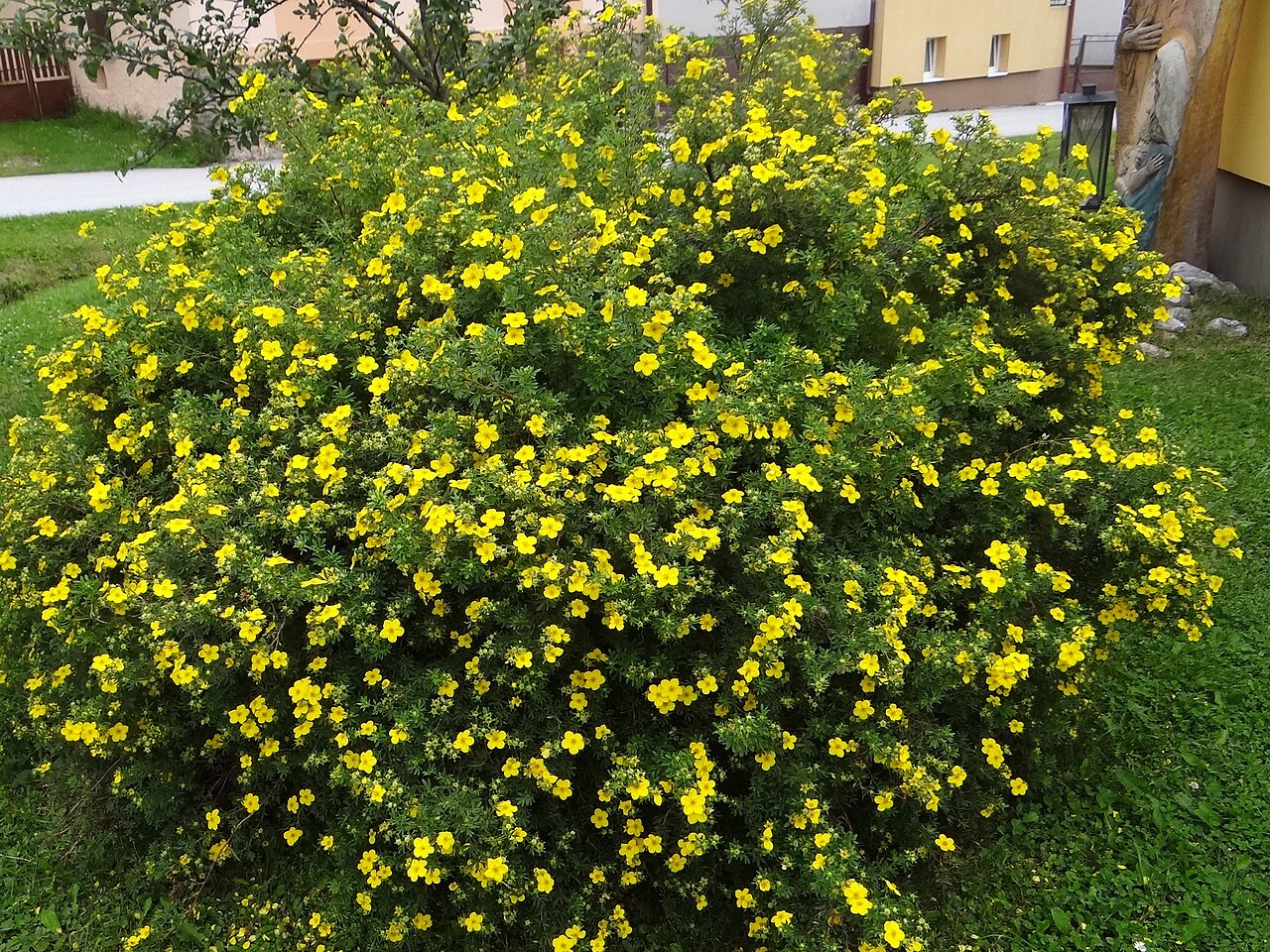 Shrubby Cinquefoil 'Goldfinger'