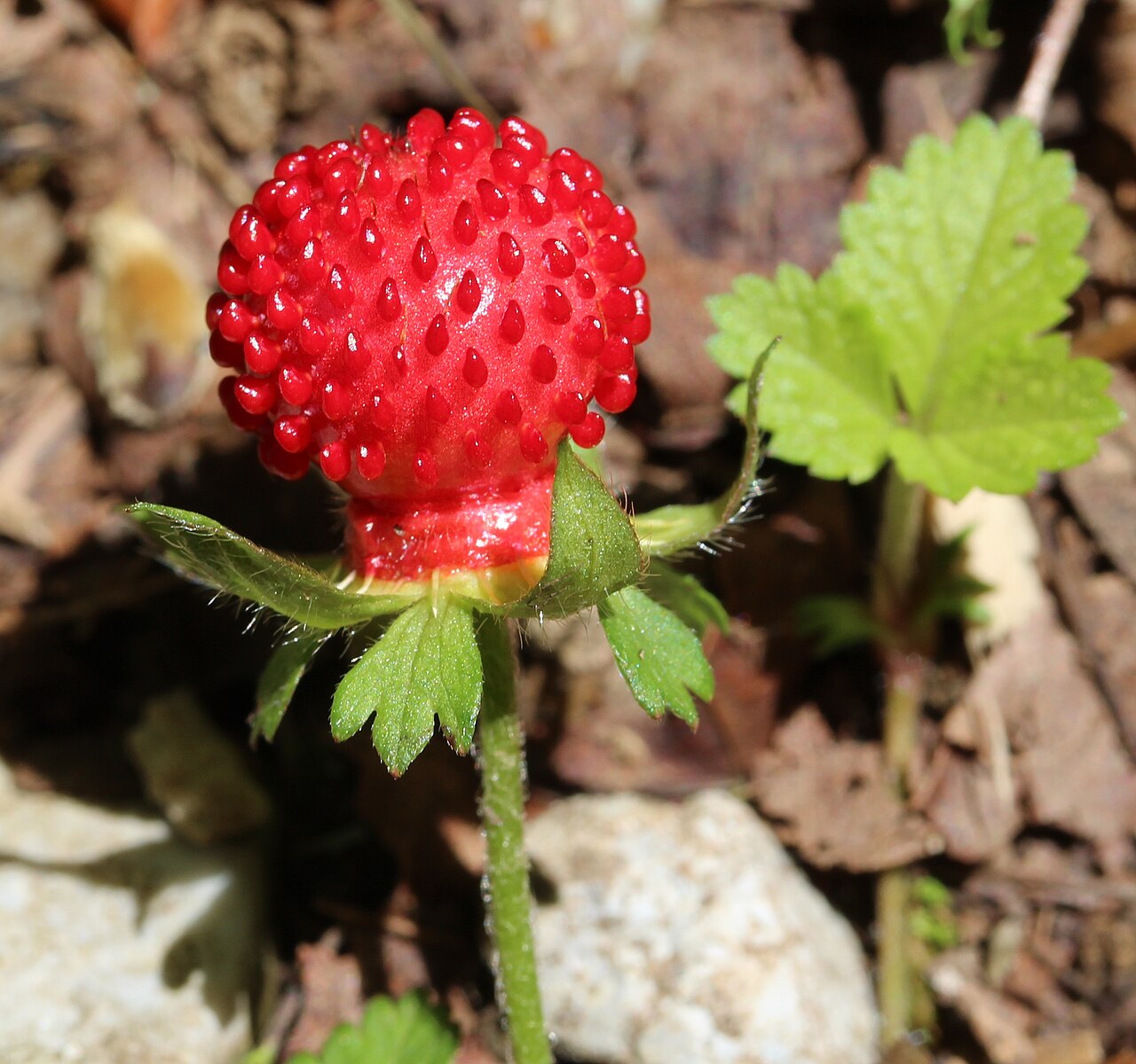 Mock Strawberry
