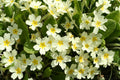Primrose