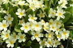 Primrose