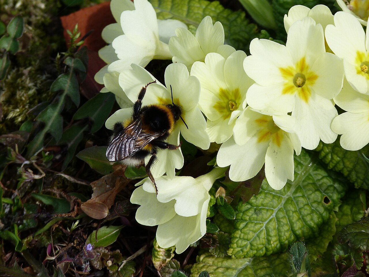Primrose